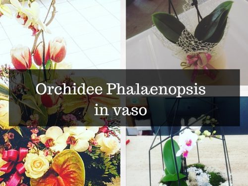 Orchidee Phalaenopsis in vaso