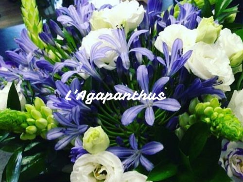 Agapanthus, un fiore del Sud Africa