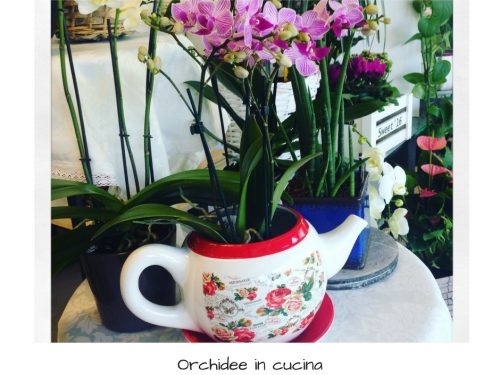 Orchidee in cucina