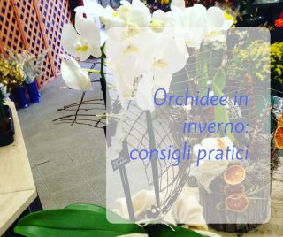 Orchidee in inverno: consigli pratici